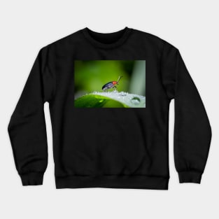 Unique and organic photo of a leaf beetle crossing a slippery dew covered leaf Crewneck Sweatshirt